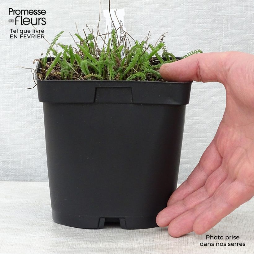 Example of Achillée millefolium Cerise Queen Pot van 2 l/3 l as you get in hiver