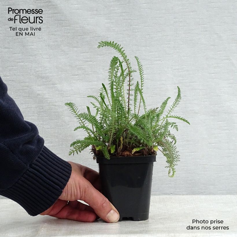 Exemplaar van Achillea millefolium Cerise Queen - Duizendblad Kweekpotje van 8/9 cm zoals geleverd in de lente