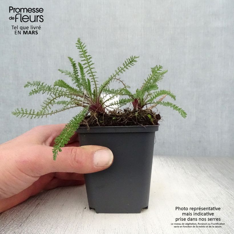 Exemplaar van Achillea millefolium Excel - Duizendblad Kweekpotje van 8/9 cm zoals geleverd in de lente