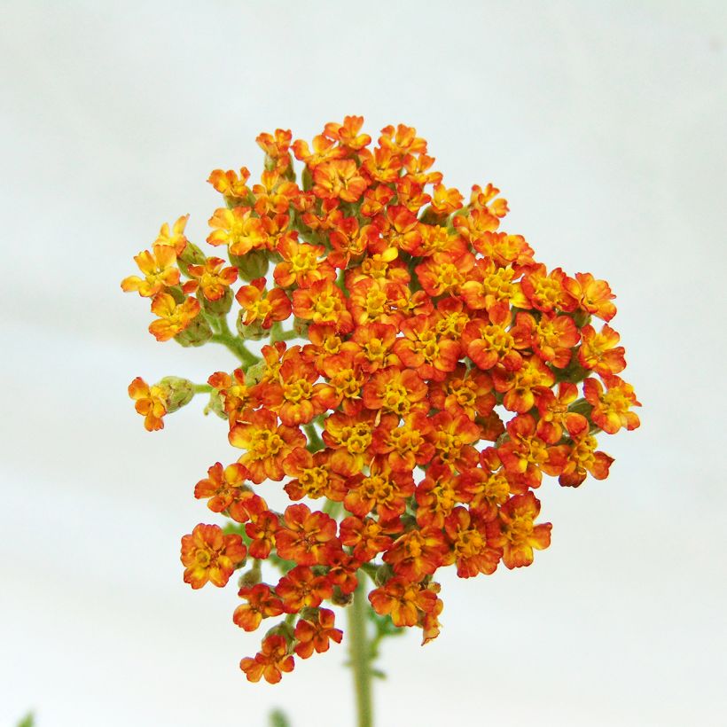 Achillea millefolium Feuerland - Duizendblad (Flowering)