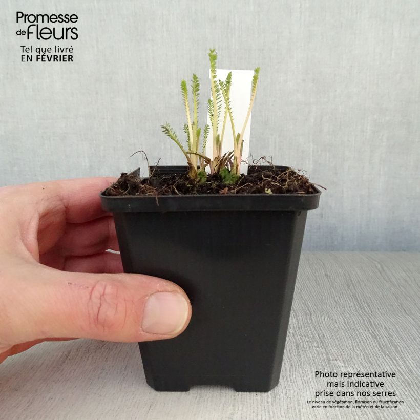 Example of Achillea millefolium Feuerland - Duizendblad Kweekpotje van 8/9 cm as you get in hiver