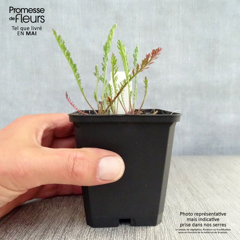 Exemplaar van Achillea millefolium Feuerland - Duizendblad Kweekpotje van 8/9 cm zoals geleverd in de lente