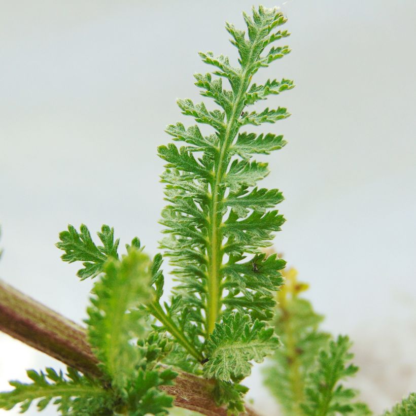 Achillea millefolium Heinrich Vogeler - Duizendblad (Foliage)