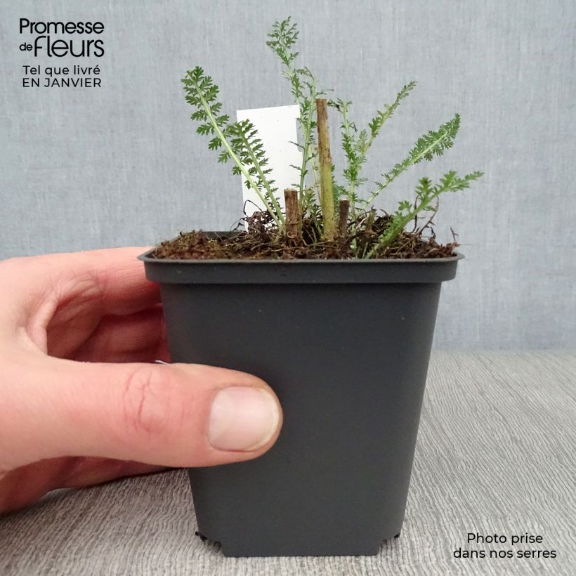 Example of Achillée millefolium Heinrich Vogeler blanche Kweekpotje van 8/9 cm as you get in hiver