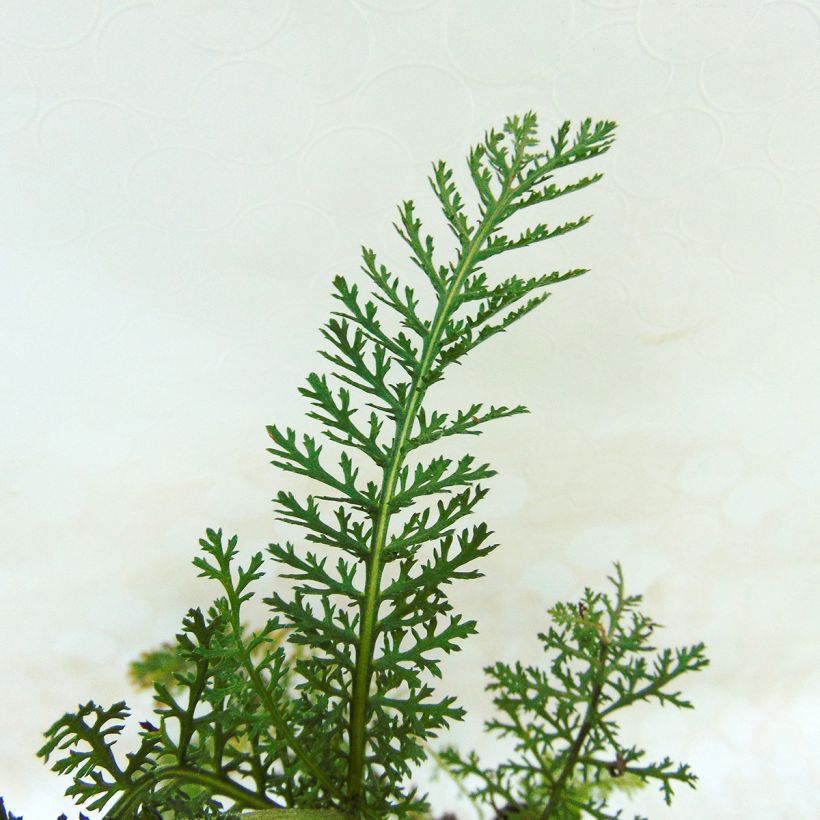 Achillea millefolium Lilac Beauty - Duizendblad (Foliage)