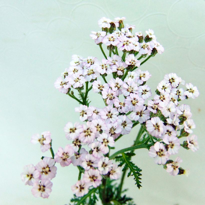 Achillea millefolium Lilac Beauty - Duizendblad (Flowering)