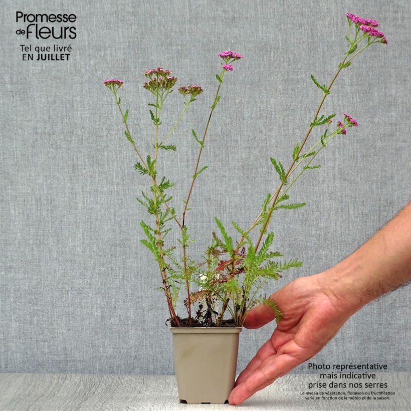 Exemplaar van Achillea millefolium Lilac Beauty - Duizendblad Kweekpotje van 8/9 cm zoals geleverd in de zomer