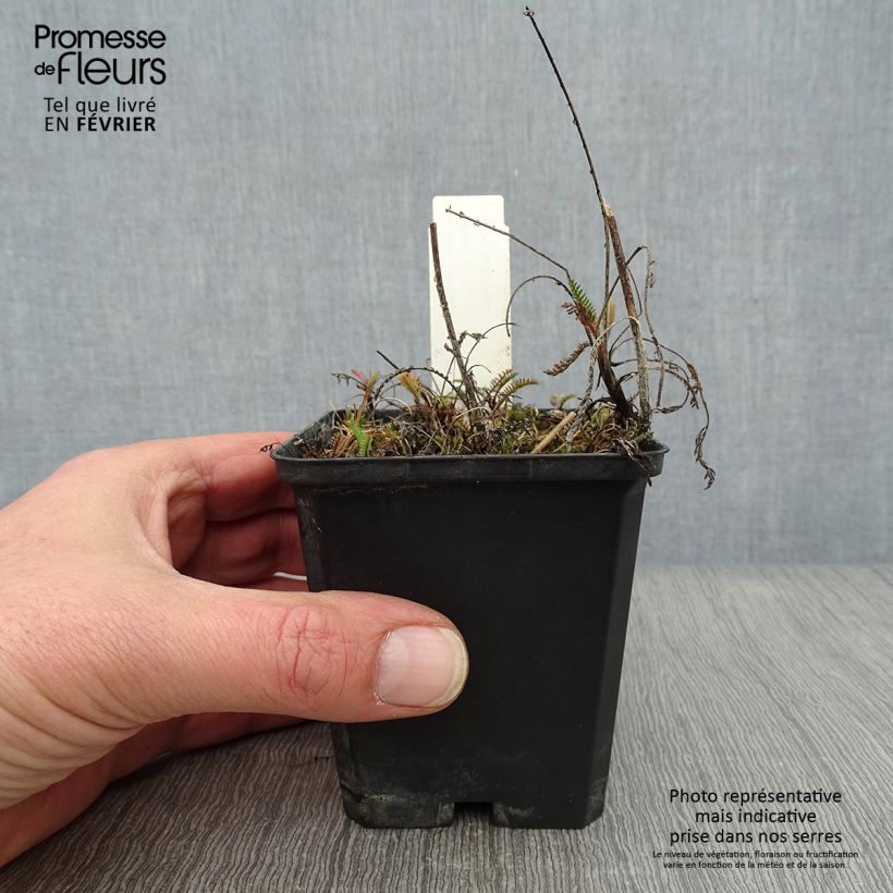 Example of Achillée millefolium Lilac Beauty Kweekpotje van 8/9 cm as you get in hiver