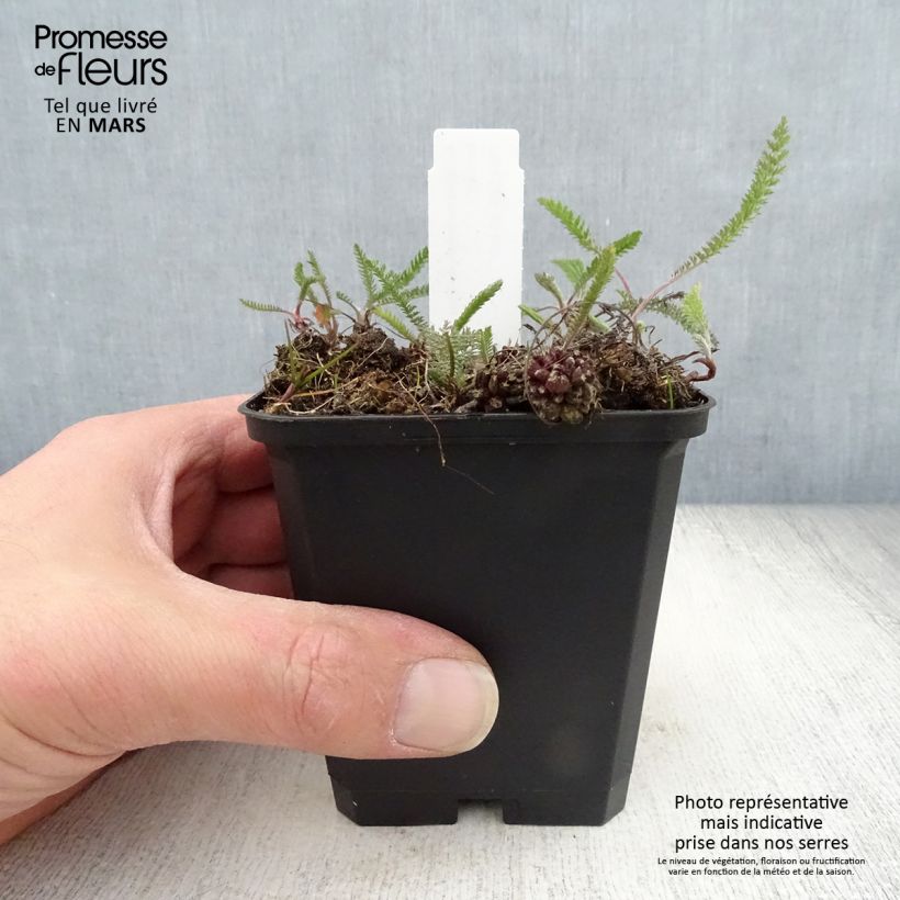 Exemplaar van Achillea millefolium Lilac Beauty - Duizendblad Kweekpotje van 8/9 cm zoals geleverd in de lente