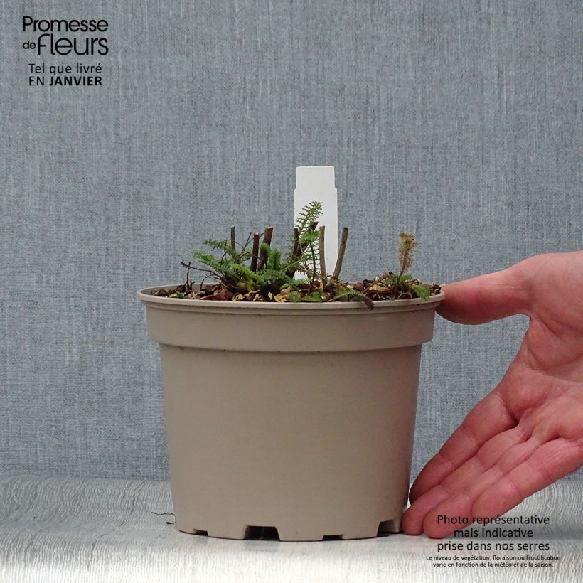 Example of Achillée millefolium Lilac Beauty Pot van 2 l/3 l as you get in hiver