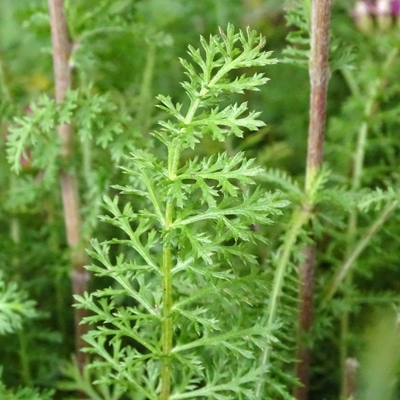 Achillea millefolium New Vintage Violet - Duizendblad (Blad)
