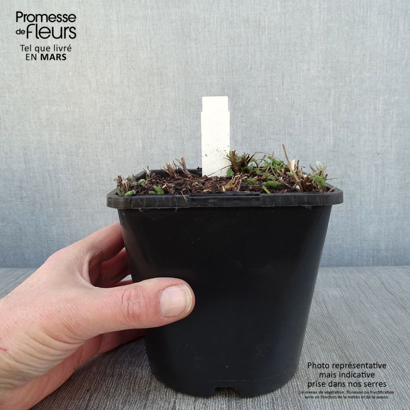 Exemplaar van Achillea millefolium New Vintage Violet - Duizendblad Pot van 2 l/3 l zoals geleverd in de winter