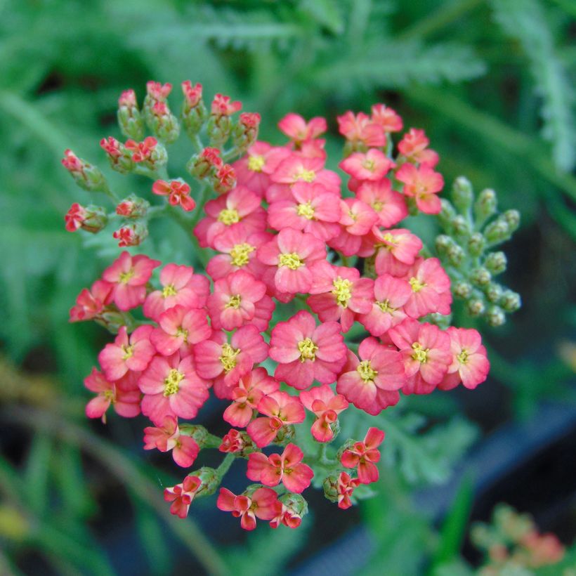 Achillea millefolium Paprika - Duizendblad (Flowering)
