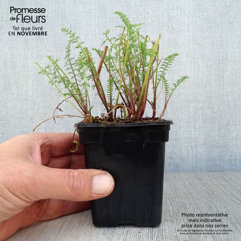 Exemplaar van Achillea millefolium Paprika - Duizendblad Kweekpotje van 7/8 cm zoals geleverd in de herfst
