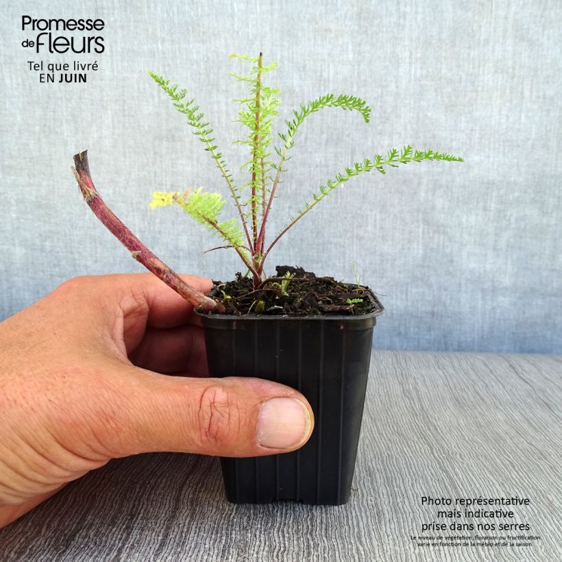 Exemplaar van Achillea millefolium Paprika - Duizendblad Kweekpotje van 7/8 cm zoals geleverd in de zomer