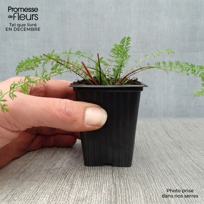 Example of Achillea millefolium Paprika - Duizendblad Kweekpotje van 7/8 cm as you get in hiver