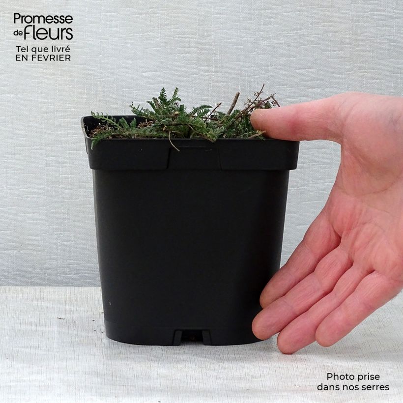 Example of Achillea millefolium Paprika - Duizendblad Pot van 2 l/3 l as you get in hiver