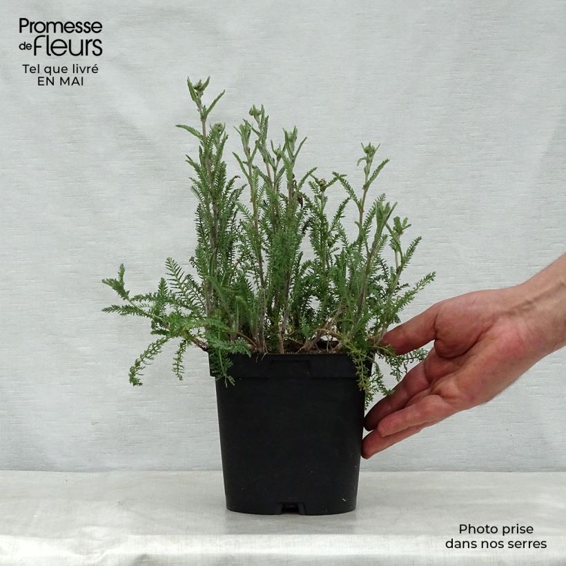 Exemplaar van Achillea millefolium Paprika - Duizendblad Pot van 2 l/3 l zoals geleverd in de lente