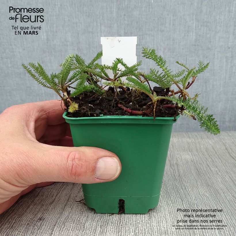 Example of Achillée millefolium Peachy Seduction Kweekpotje van 8/9 cm as you get in hiver