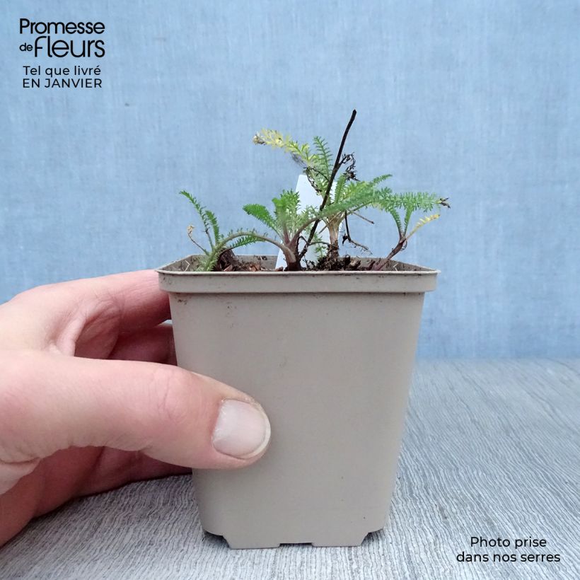Example of Achillée millefolium Petra Kweekpotje van 8/9 cm as you get in hiver