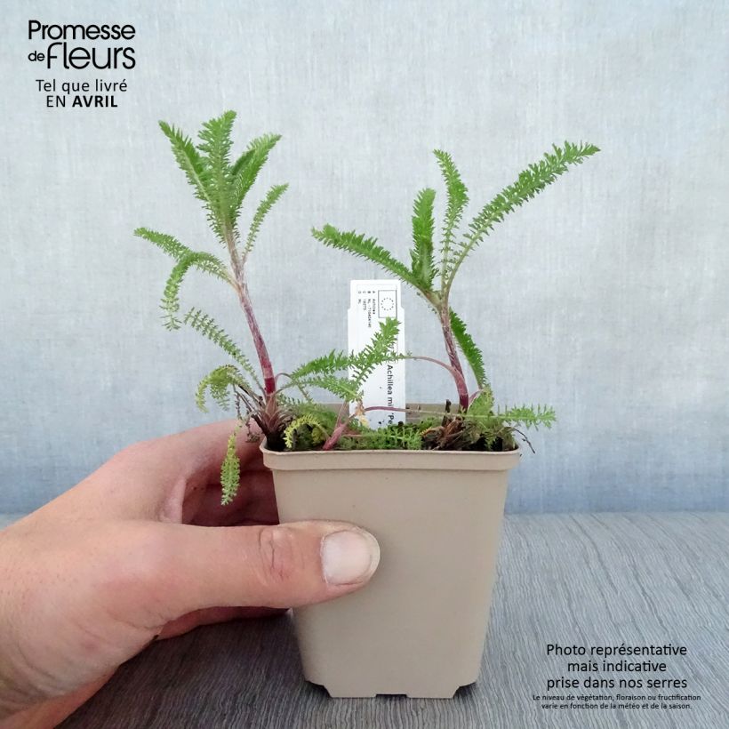 Exemplaar van Achillea millefolium Petra - Duizendblad Kweekpotje van 8/9 cm zoals geleverd in de lente