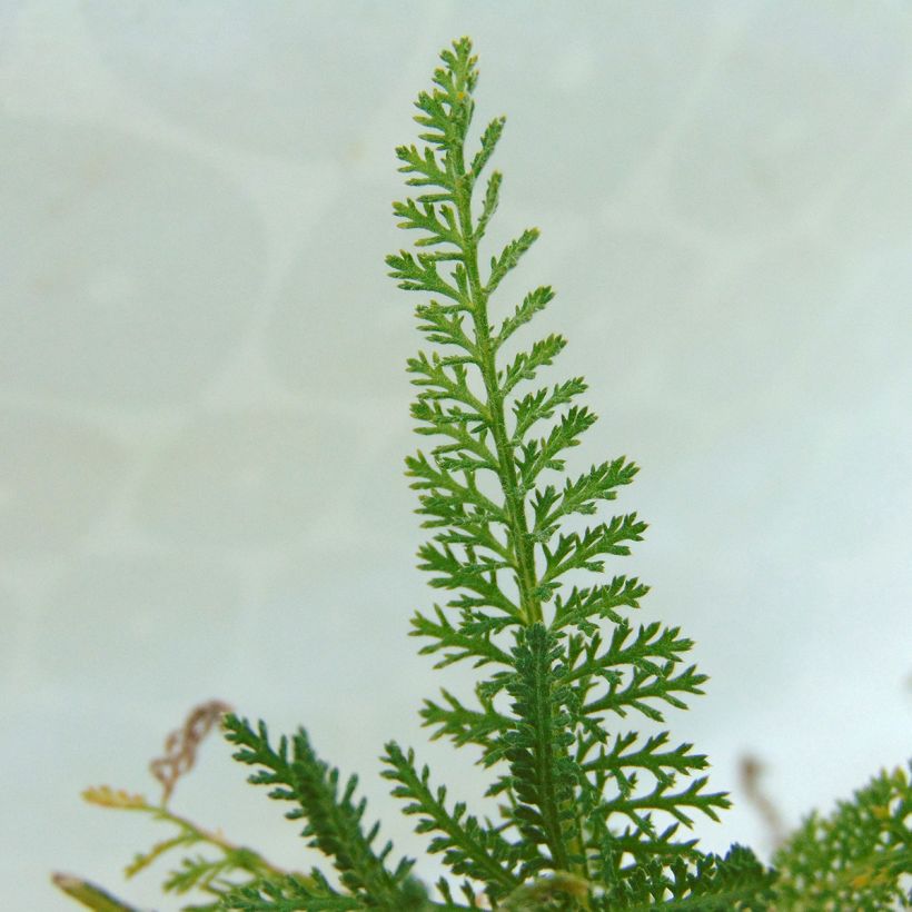 Achillea millefolium Pomegranate - Duizendblad (Foliage)