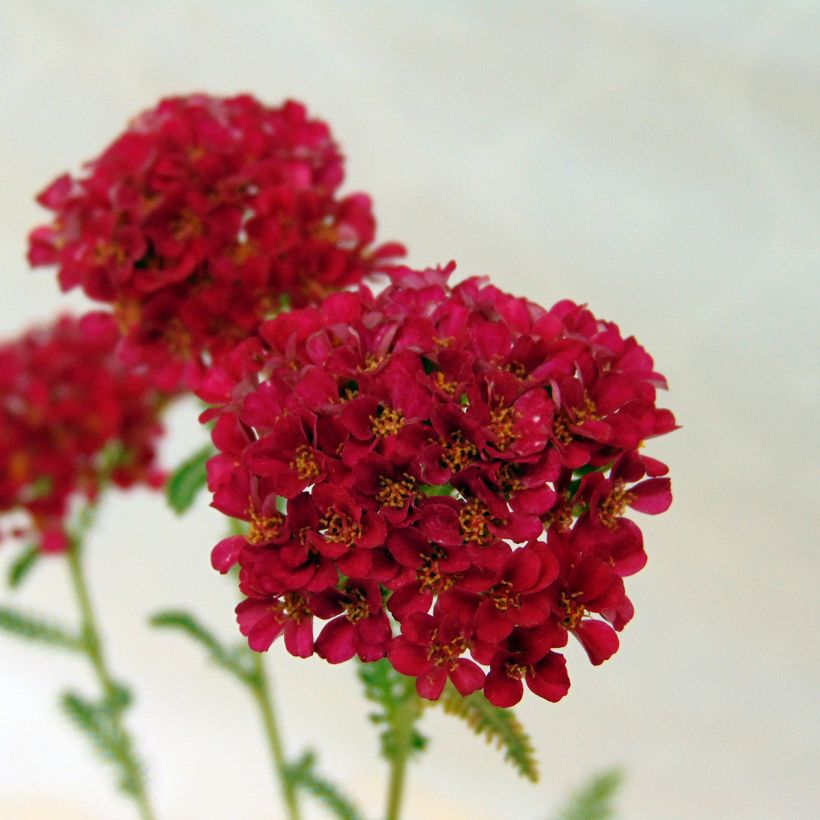 Achillea millefolium Pomegranate - Duizendblad (Flowering)