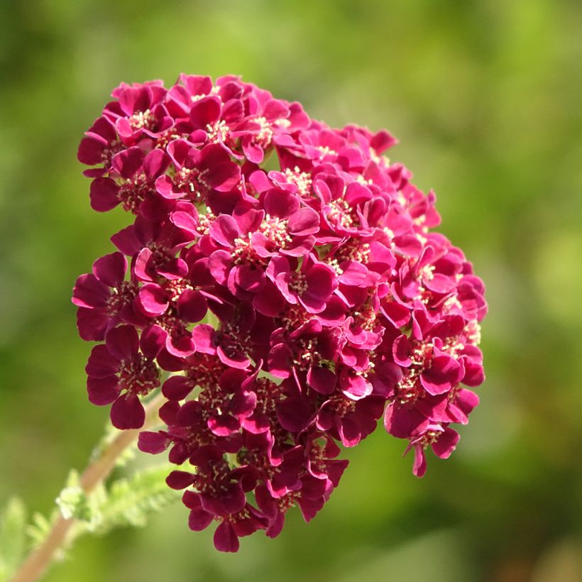 Achillea millefolium Pomegranate - Duizendblad (Bloei)