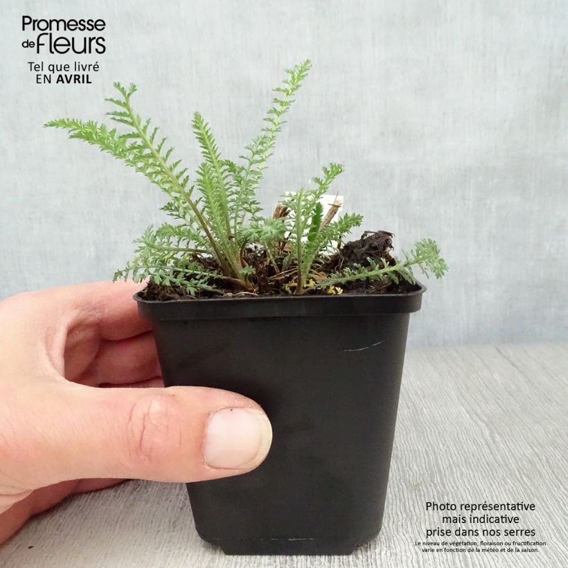 Exemplaar van Achillea millefolium Red Velvet - Duizendblad Kweekpotje van 8/9 cm zoals geleverd in de lente