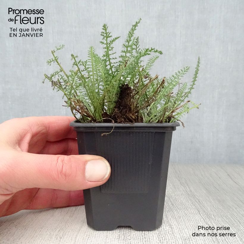 Example of Achillée millefeuille Saucy seduction Kweekpotje van 8/9 cm as you get in hiver