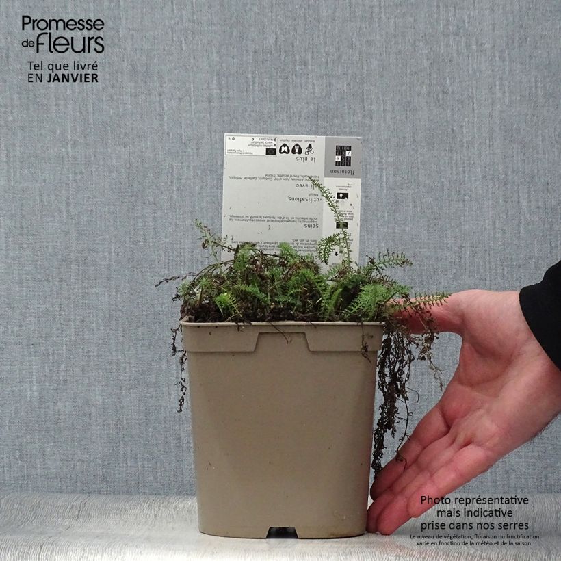 Example of Achillée millefeuille Saucy seduction Pot van 2 l/3 l as you get in hiver