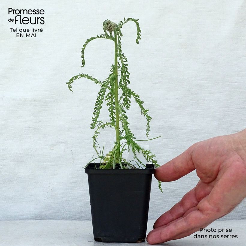 Exemplaar van Achillea millefolium Saucy Seduction - Duizendblad Kweekpotje van 8/9 cm zoals geleverd in de lente