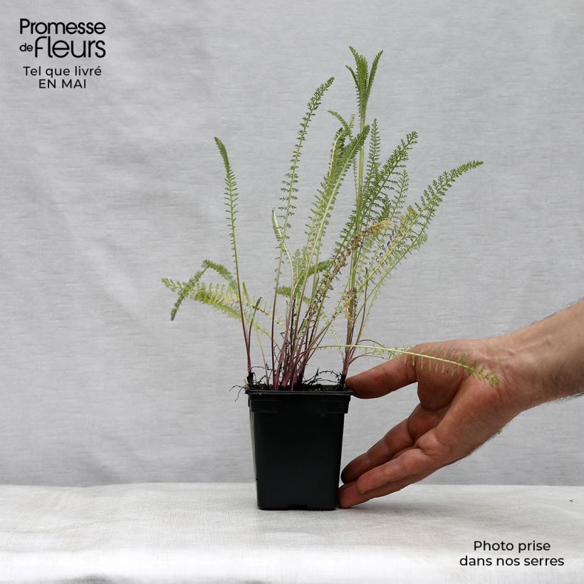 Exemplaar van Achillea millefolium Summer Pastels - Duizendblad Kweekpotje van 7/8 cm zoals geleverd in de lente