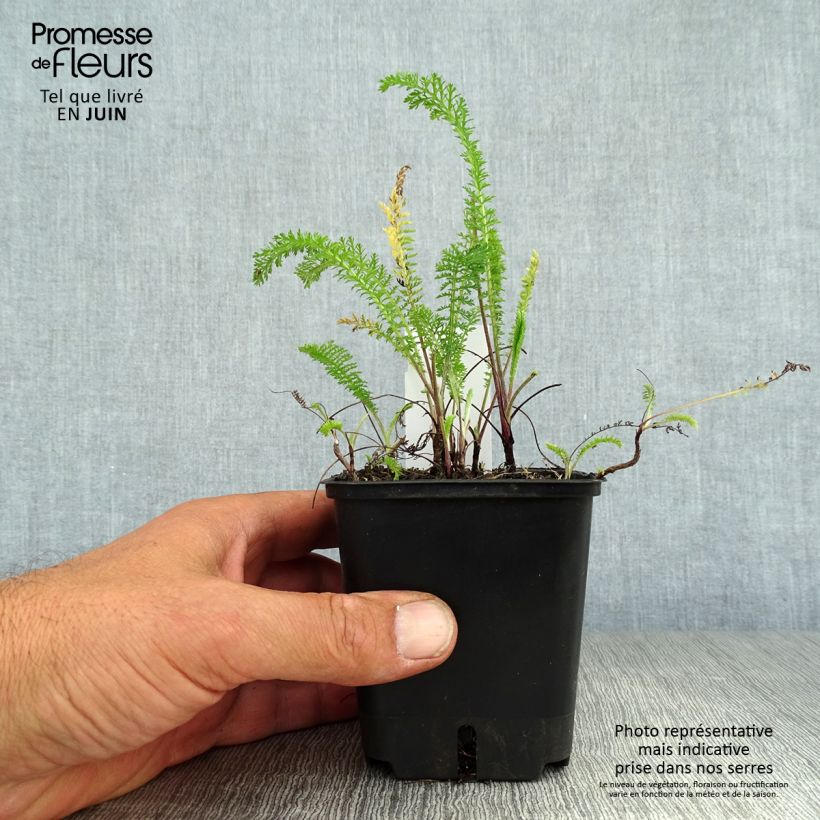 Exemplaar van Achillea millefolium Summer Pastels - Duizendblad Kweekpotje van 7/8 cm zoals geleverd in de zomer