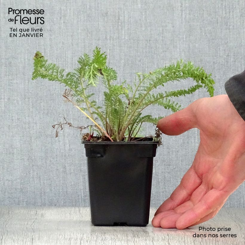 Example of Achillea millefolium Summer Pastels - Duizendblad Kweekpotje van 7/8 cm as you get in hiver