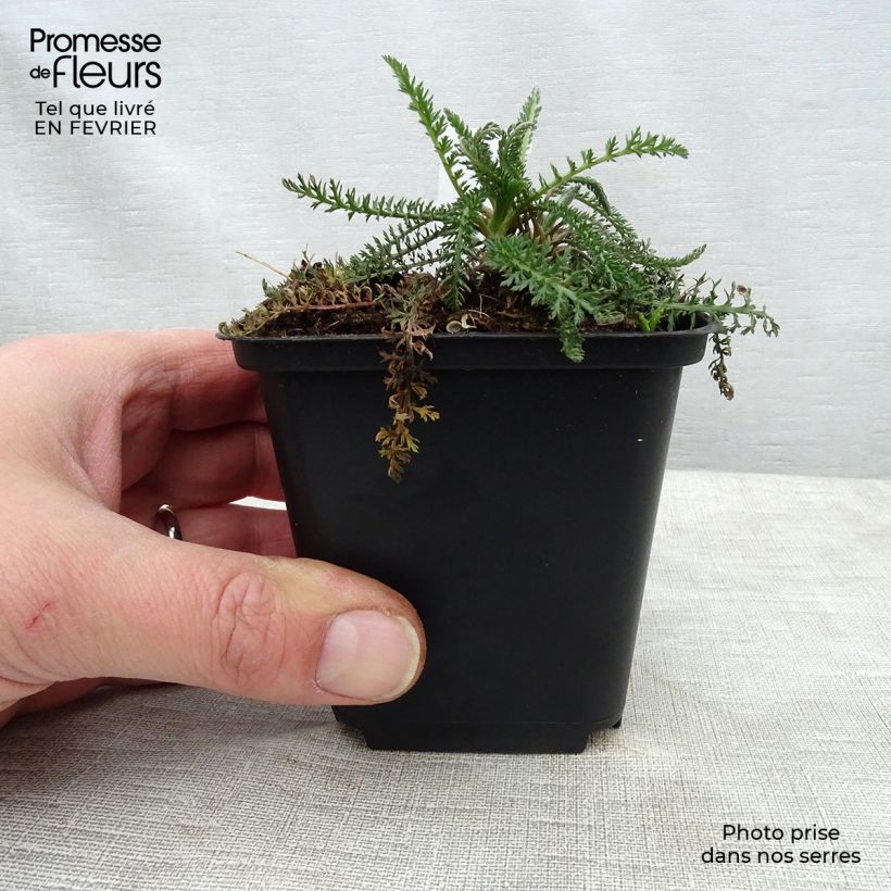 Example of Achillée millefolium Summerwine Kweekpotje van 8/9 cm as you get in hiver