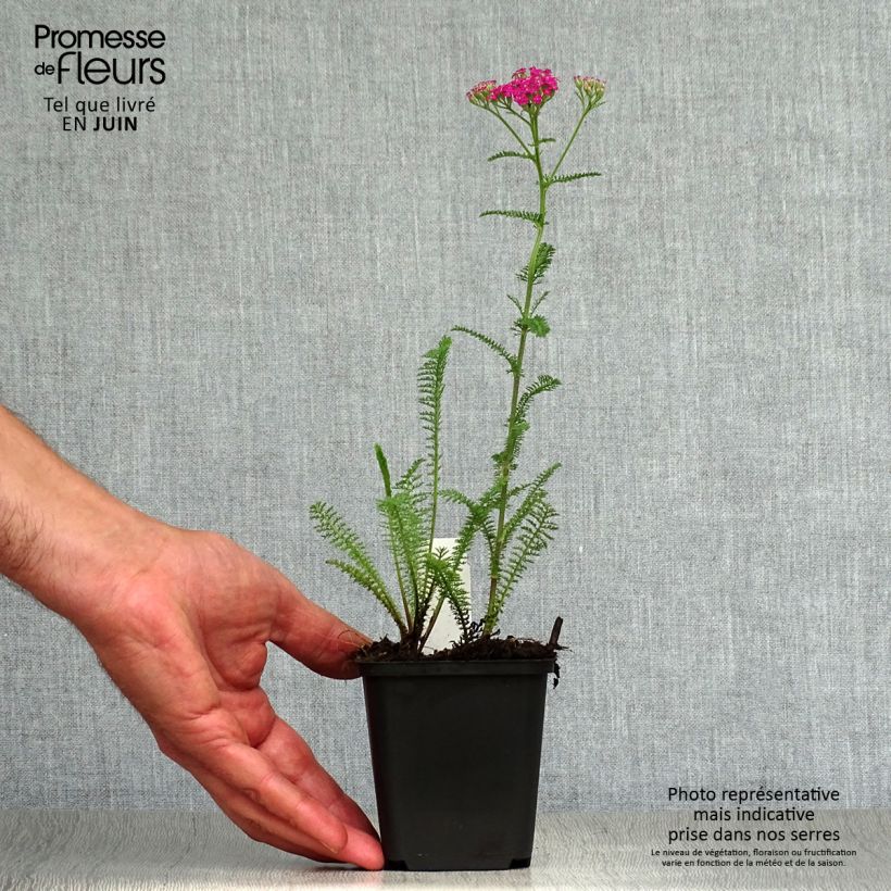 Exemplaar van Achillea millefolium Summerwine - Duizendblad Kweekpotje van 8/9 cm zoals geleverd in de zomer