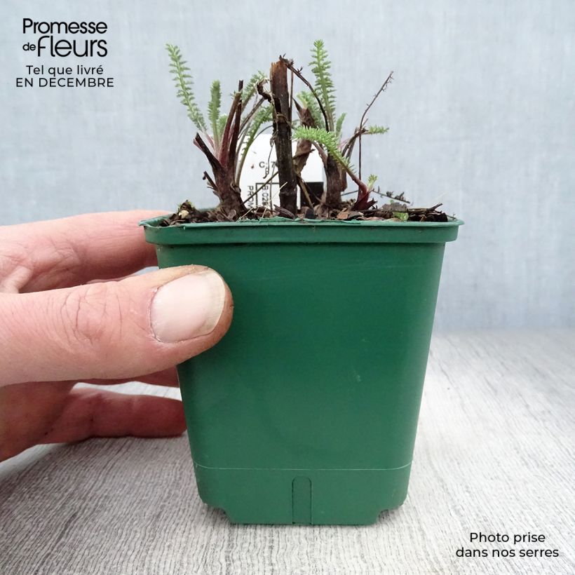 Example of Achillée millefolium Terracotta Kweekpotje van 8/9 cm as you get in hiver