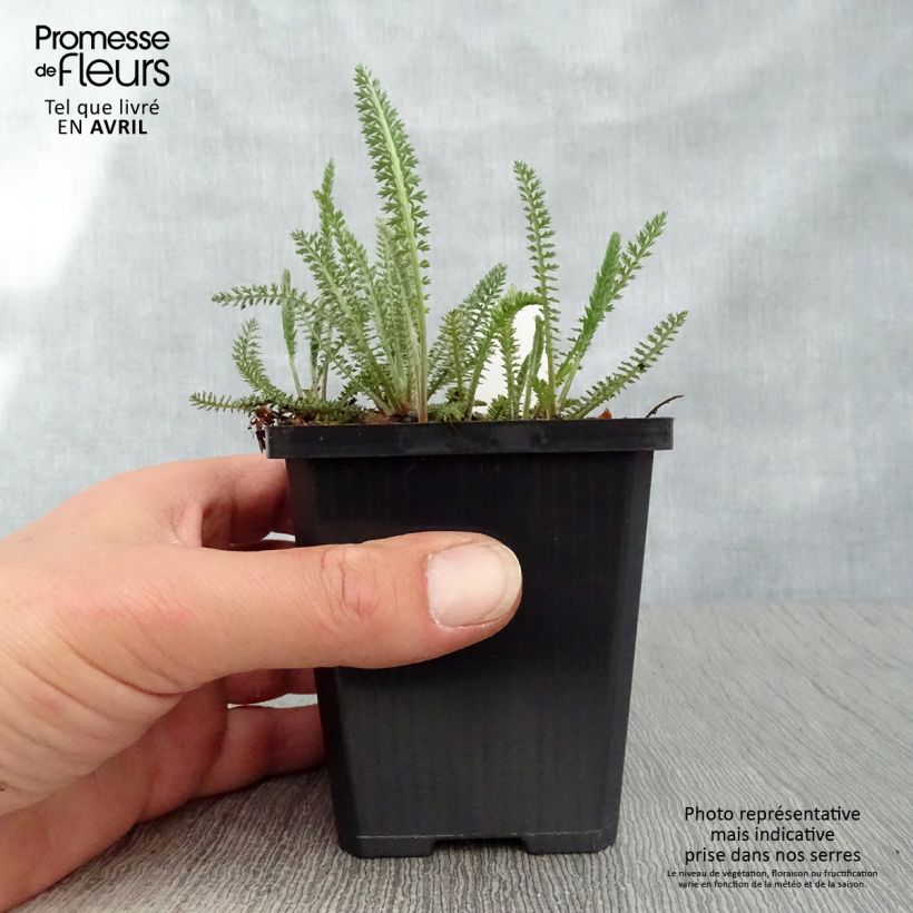 Exemplaar van Achillea millefolium Terracotta - Duizendblad Kweekpotje van 8/9 cm zoals geleverd in de lente