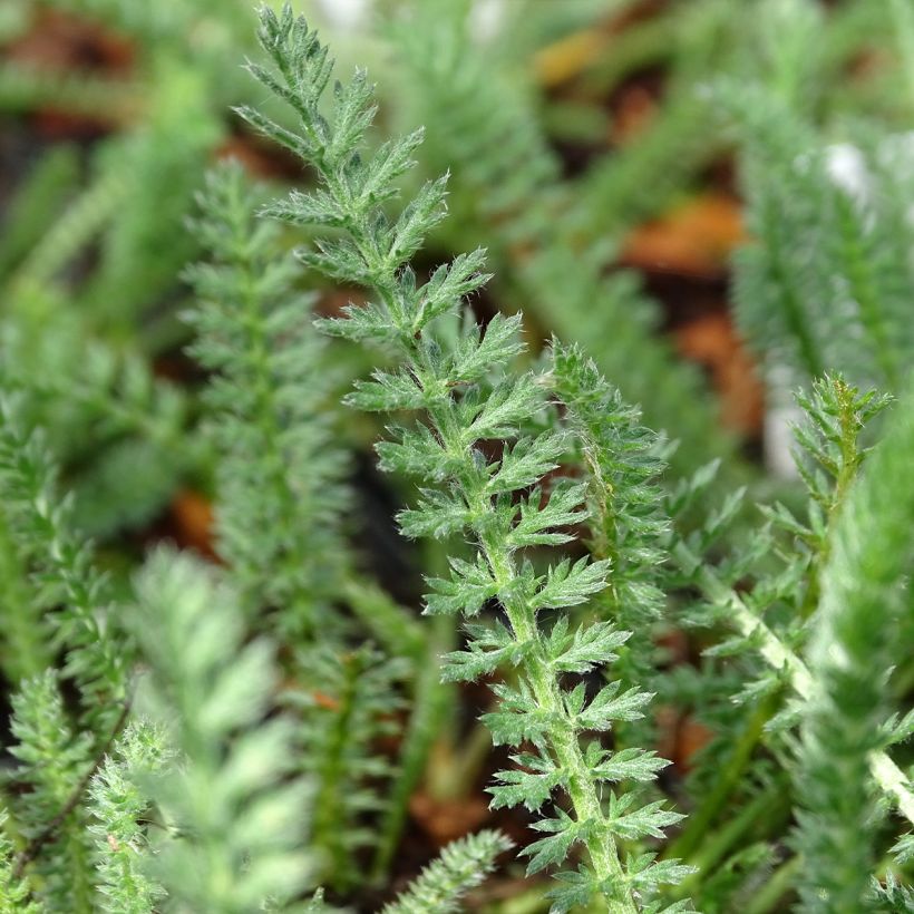 Achillea millefolium Terracotta - Duizendblad (Foliage)