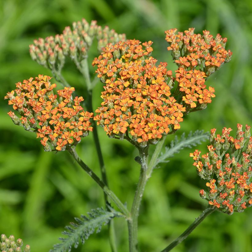 Achillea millefolium Terracotta - Duizendblad (Bloei)