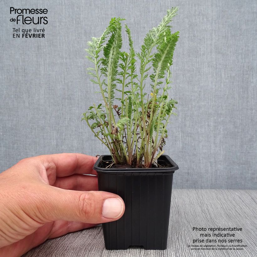 Exemplaar van Achillea millefolium The Beacon - Duizendblad Kweekpotje van 8/9 cm zoals geleverd in de herfst
