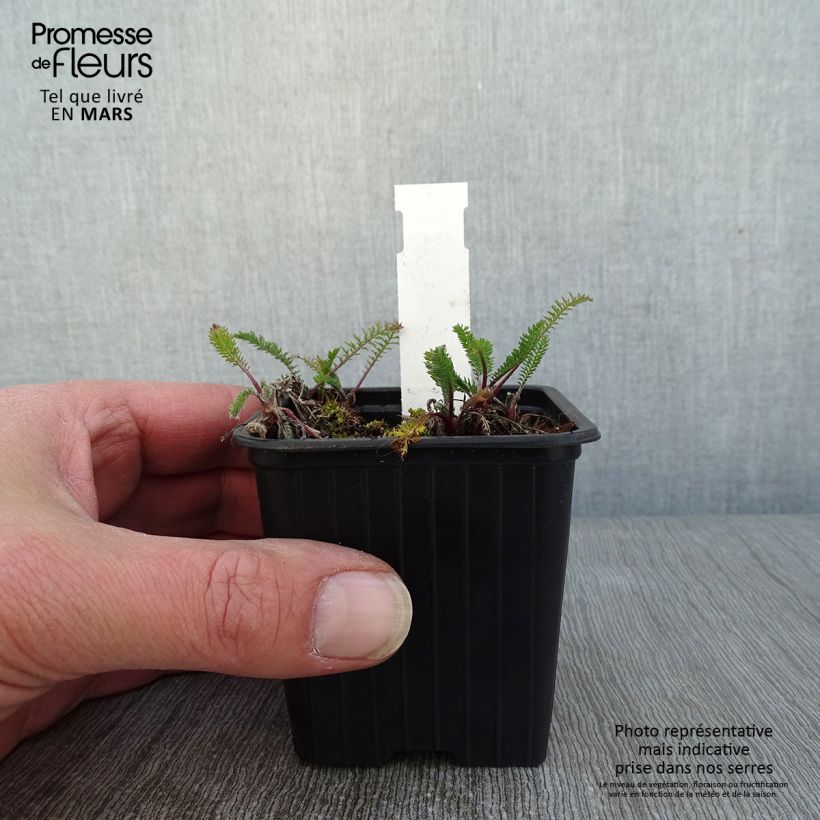 Exemplaar van Achillea millefolium The Beacon - Duizendblad Kweekpotje van 8/9 cm zoals geleverd in de winter