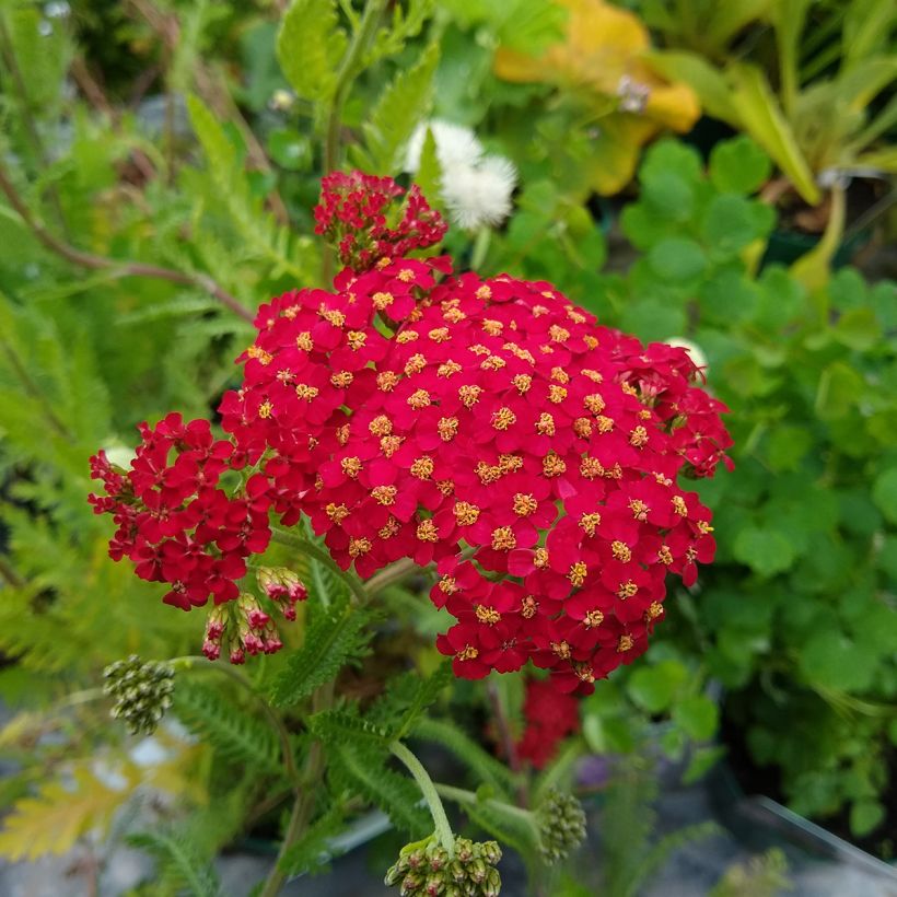 Achillea millefolium The Beacon - Duizendblad (Bloei)