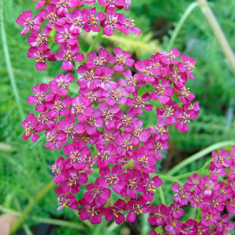 Achillea millefolium Velours - Duizendblad (Flowering)