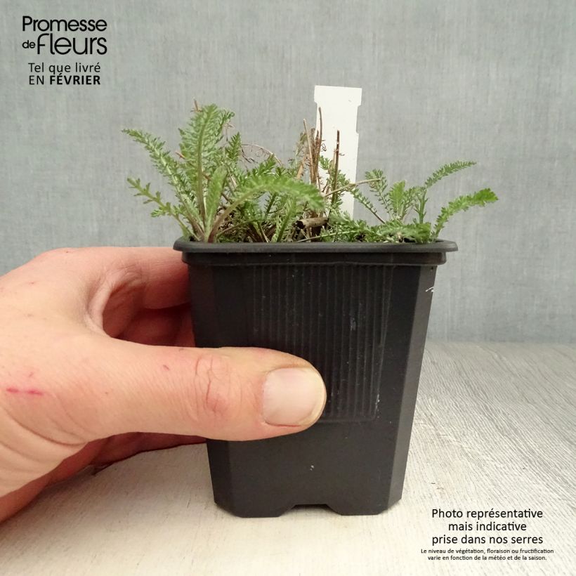 Example of Achillea millefolium Wonderful Wampee - Duizendblad Kweekpotje van 8/9 cm as you get in hiver