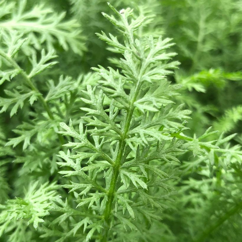 Achillea millefolium Paprika - Duizendblad (Foliage)