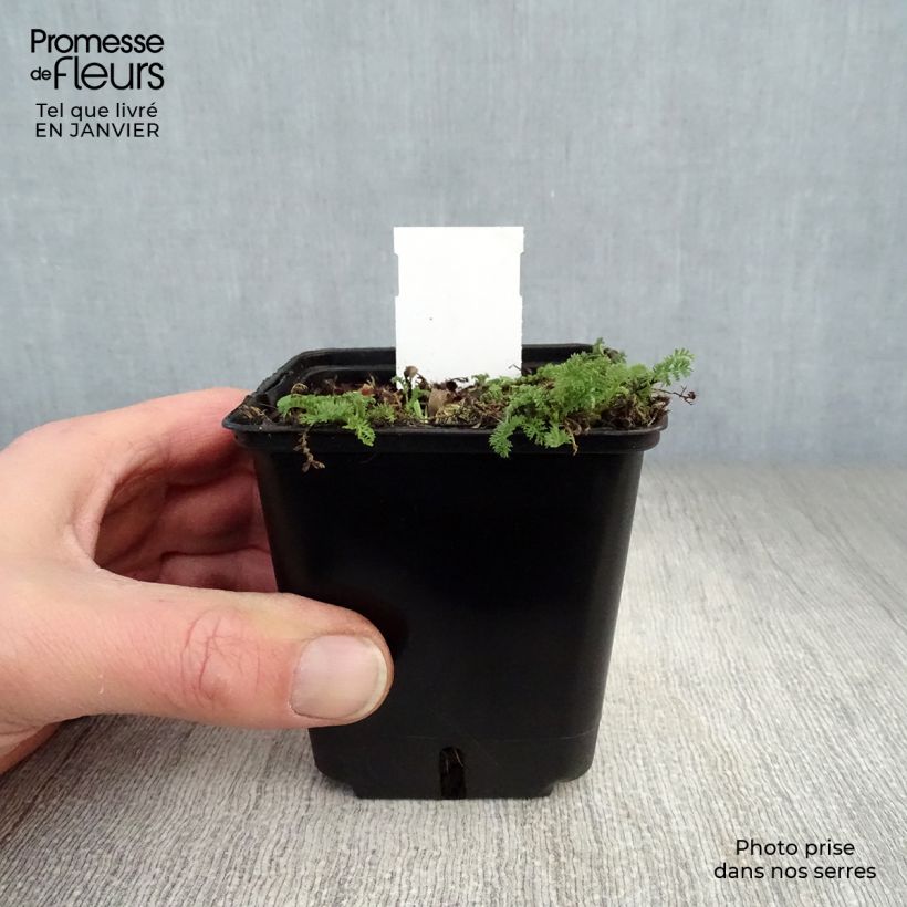 Example of Achillée odorante - Achillea odorata Kweekpotje van 8/9 cm as you get in hiver