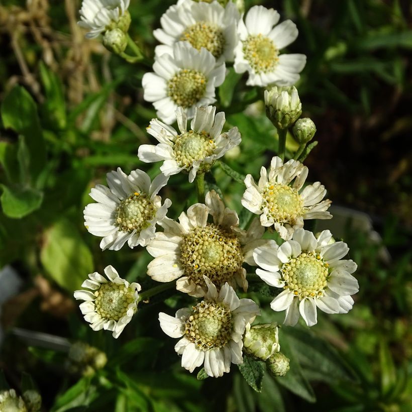 Achillea ptarmica Nana Compacta - Wilde bertram (Flowering)