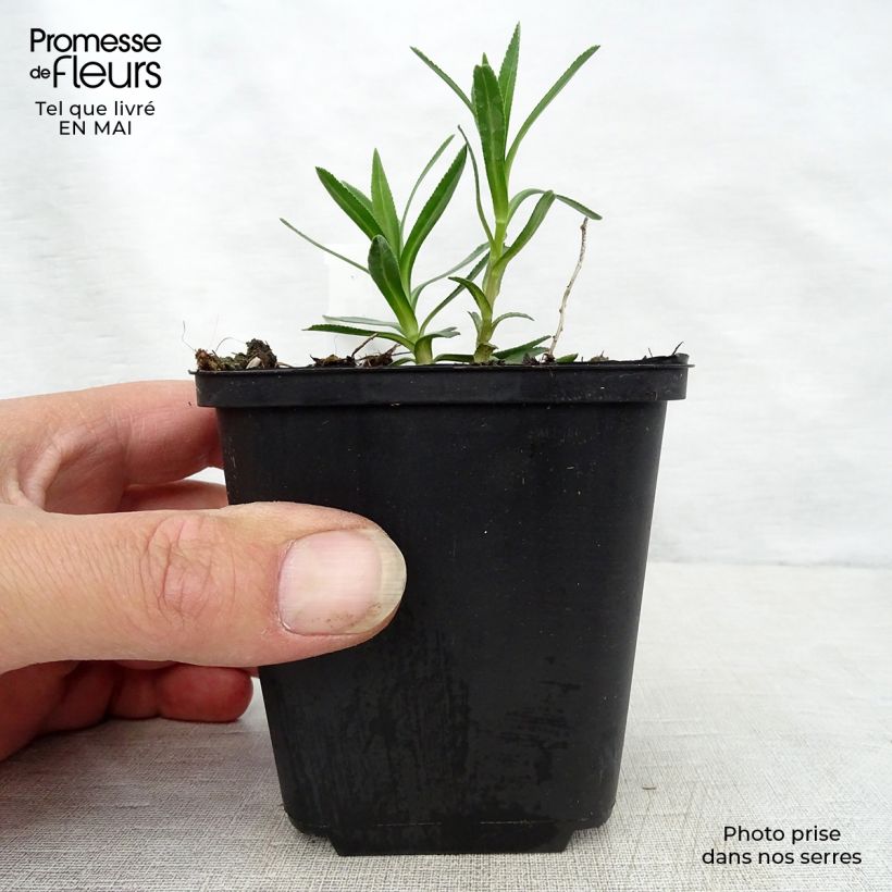 Exemplaar van Achillea ptarmica Nana Compacta - Wilde bertram Kweekpotje van 8/9 cm zoals geleverd in de lente